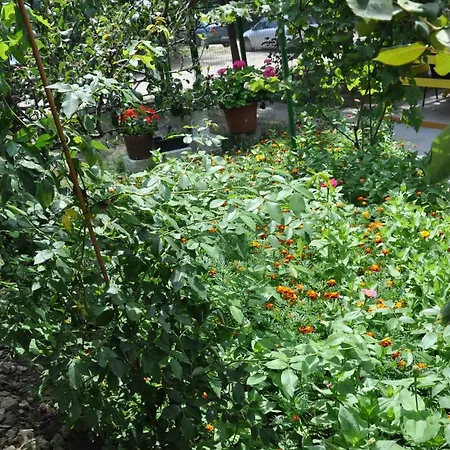 Pensiunea Rustic Willa