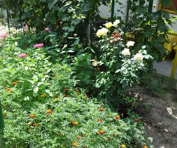 Willa Pensiunea Rustic *